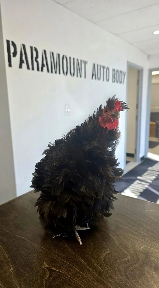 The Paramount Auto Body shop chicken in the front office
